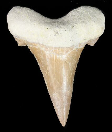 Auriculatus Shark Tooth - Dakhla, Morocco (Restored) #47850
